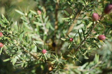 Bereketli yeşil botanik bahçesi - çiçek açan bahar çiçekleri ve çimen yolu. Yüksek kalite fotoğraf