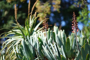 Bereketli yeşil botanik bahçesi - çiçek açan bahar çiçekleri ve çimen yolu. Yüksek kalite fotoğraf