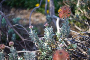 Bereketli yeşil botanik bahçesi - çiçek açan bahar çiçekleri ve çimen yolu. Yüksek kalite fotoğraf