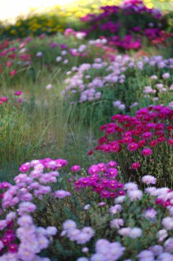 Bereketli yeşil botanik bahçesi - çiçek açan bahar çiçekleri ve çimen yolu. Yüksek kalite fotoğraf