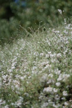 Bereketli yeşil botanik bahçesi - çiçek açan bahar çiçekleri ve çimen yolu. Yüksek kalite fotoğraf