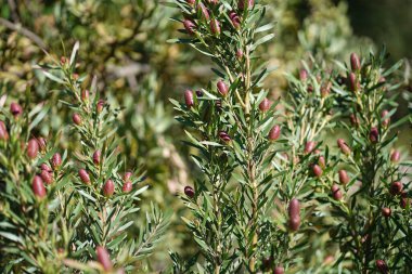Bereketli yeşil botanik bahçesi - çiçek açan bahar çiçekleri ve çimen yolu. Yüksek kalite fotoğraf