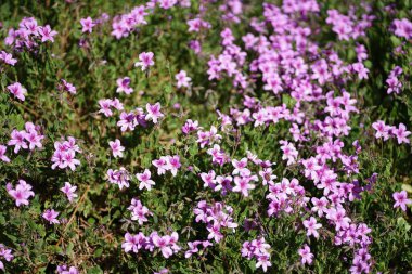 Bereketli yeşil botanik bahçesi - çiçek açan bahar çiçekleri ve çimen yolu. Yüksek kalite fotoğraf