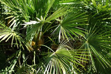 Bereketli yeşil botanik bahçesi - çiçek açan bahar çiçekleri ve çimen yolu. Yüksek kalite fotoğraf