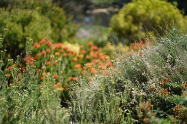 Bereketli yeşil botanik bahçesi - çiçek açan bahar çiçekleri ve çimen yolu. Yüksek kalite fotoğraf