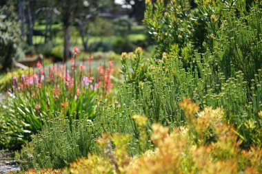 Bereketli yeşil botanik bahçesi - çiçek açan bahar çiçekleri ve çimen yolu. Yüksek kalite fotoğraf