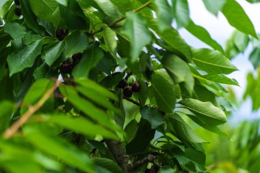 Tarlada kiraz topluyorum. Yüksek kalite fotoğraf