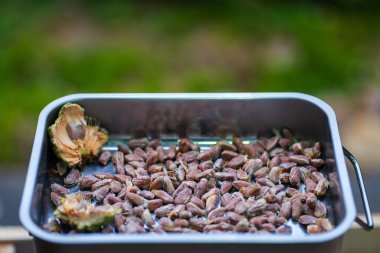 Çam kozalaklı çam fıstığı. Yüksek kalite fotoğraf