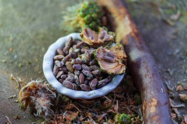 Çam kozalaklı çam fıstığı. Yüksek kalite fotoğraf