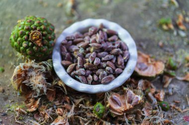 Çam kozalaklı çam fıstığı. Yüksek kalite fotoğraf