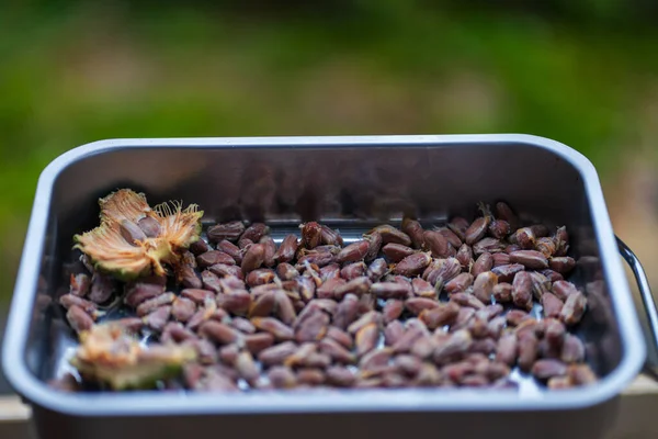 pine nuts with pine cone . High quality photo