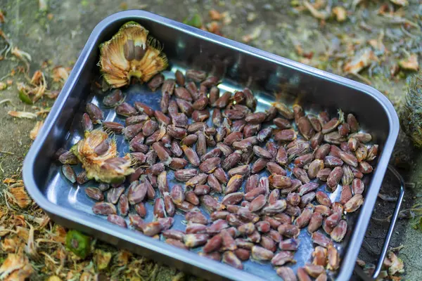 pine nuts with pine cone . High quality photo