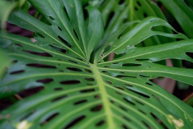 Canavar yaprakları, canavar yeşilliği, delikli yeşil yapraklar, bahçede dev canavarlar. Yüksek kalite fotoğraf