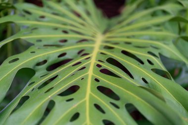 Canavar yaprakları, canavar yeşilliği, delikli yeşil yapraklar, bahçede dev canavarlar. Yüksek kalite fotoğraf