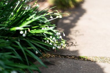 İlkbahar kar damlaları Galanthus nivalis, Rococo Garden 'da seçici odak ve yayılmış arka plan Painswick, The Cotswolds, Gloucestershire, Birleşik Krallık yakınlarındaki bir orman. Yüksek kalite fotoğraf
