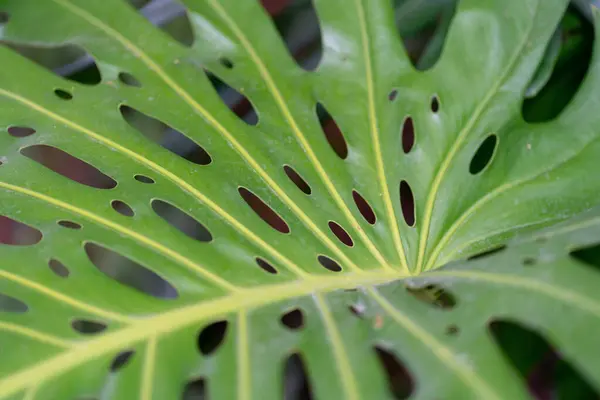 Aşırı gelişmiş bir çitin soyut arka planı. Yüksek kalite fotoğraf