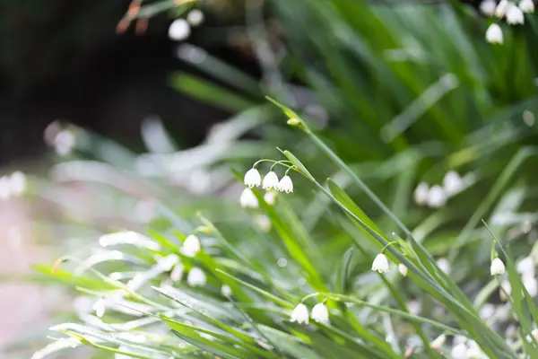 İlkbahar kar damlaları Galanthus nivalis, Rococo Garden 'da seçici odak ve yayılmış arka plan Painswick, The Cotswolds, Gloucestershire, Birleşik Krallık yakınlarındaki bir orman. Yüksek kalite fotoğraf