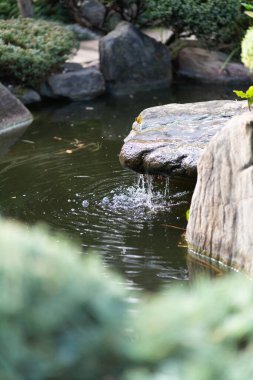 Japon bahçesindeki gölet. Yüksek kalite fotoğraf