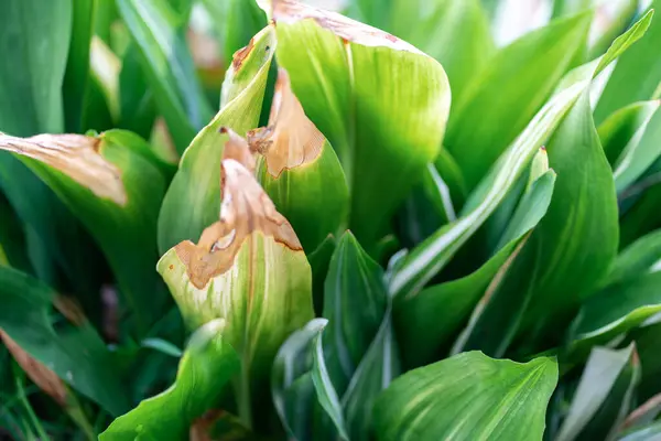 Yazın bahçedeki yeşil yaprak doğası. Doğal yeşil yapraklar bitkileri bahar arkaplan sayfası olarak kullanır yeşil çevre çevre ekolojisi duvar kağıdı. Yüksek kalite fotoğraf