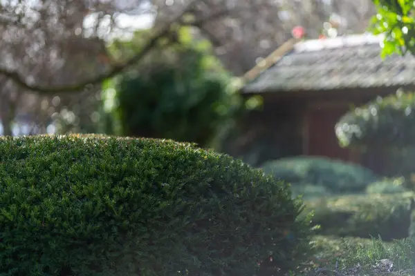 Bir tapınağın çevresindeki eski bir taş fener. Yüksek kalite fotoğraf