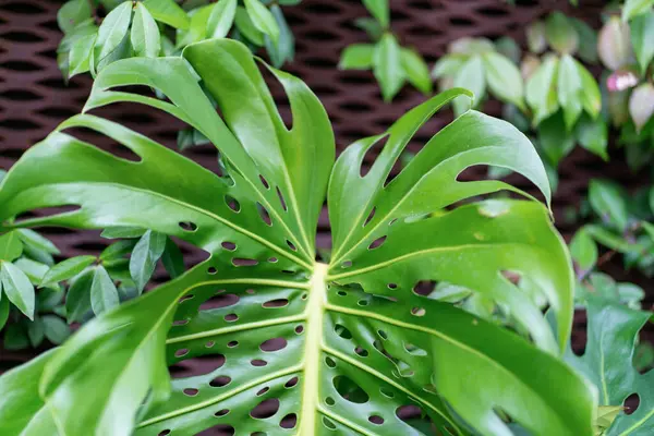 Canavar yaprakları, canavar yeşilliği, delikli yeşil yapraklar, bahçede dev canavarlar. Yüksek kalite fotoğraf