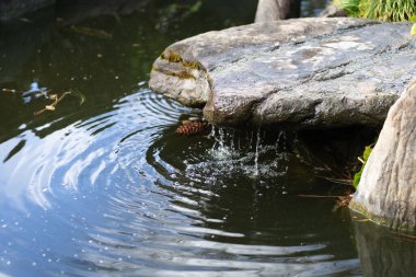 Japon bahçesindeki gölet. Yüksek kalite fotoğraf