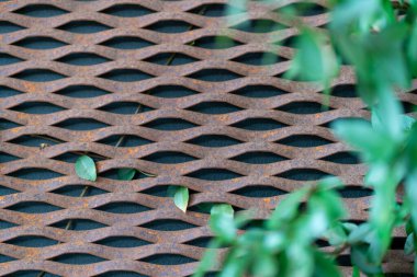 Aşırı gelişmiş bir çitin soyut arka planı. Yüksek kalite fotoğraf