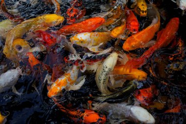 Sudaki koi balığı resmi