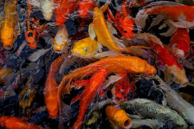 Sudaki koi balığı resmi