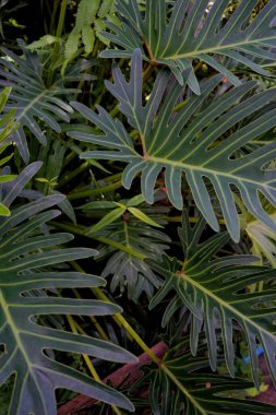 arkaplan için yaprakların fotoğrafı