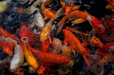 Sudaki koi balığı resmi