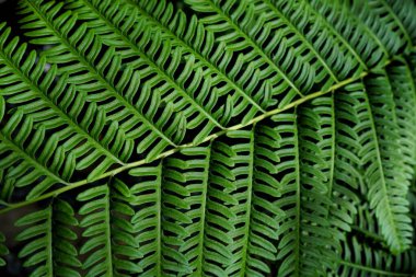 arkaplan için yaprakların fotoğrafı