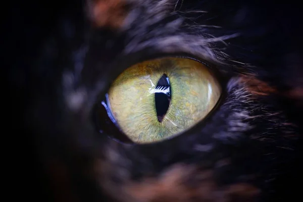 猫眼睛的宏观照片 — 图库照片