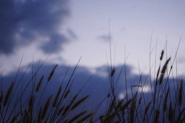 View of the shadow of the grass and the sun