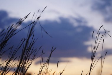 View of the shadow of the grass and the sun