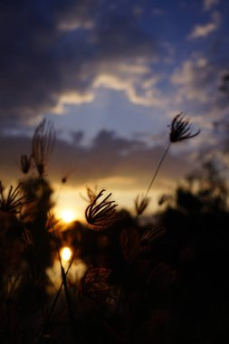 View of the shadow of the grass and the sun