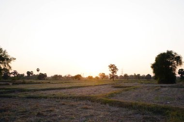 Picture of the rice plant that has just been cut