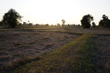 Picture of the rice plant that has just been cut