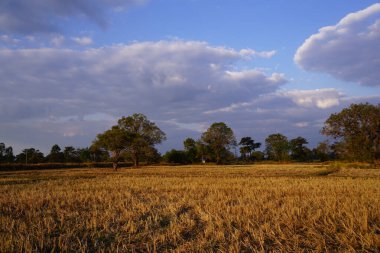 Picture of the rice plant that has just been cut