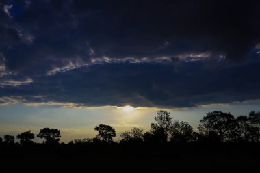 View of the grass in the morning