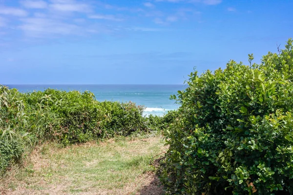 Caminho Gramado Entre Arbustos Mar Para Praia África Sul — Fotografia de Stock