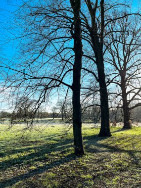 Beautiful frosty winter morning. Bright sun makes trees shadows astonishing. Footpaths and grass are covered with sparkling ice and frost. Deep blue sky makes it a perfect day for walk