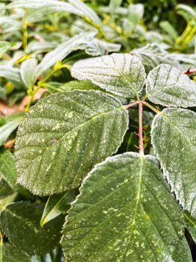 Close-up of white frost on grass and leaves in the morning. Deep natural colours are marked with white frost after a cold night. Plenty of copy space and can be used as a wallpaper.