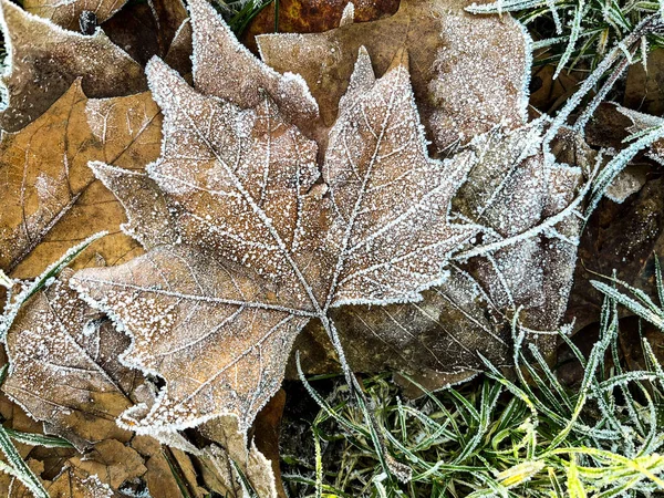 Close-up of white frost on grass and leaves in the morning. Deep natural colours are marked with white frost after a cold night. Plenty of copy space and can be used as a wallpaper.