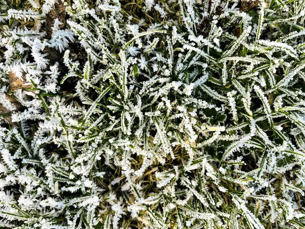 Close-up of white frost on grass and leaves in the morning. Deep natural colours are marked with white frost after a cold night. Plenty of copy space and can be used as a wallpaper.