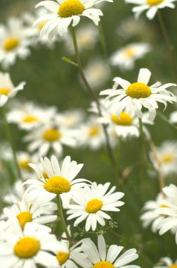 A field of white daisies and chamomiles, tender and with a vivid yellow middle