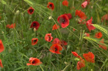 Red poppies in the field of green wheat. Vibrant poppy flowers astonish with their tenderness and brightness.