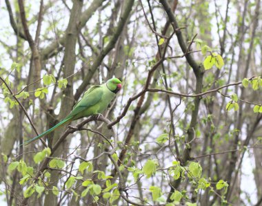 Green parakeets in London. These are beautiful green city birds now live in megapolis and you can find them in parks all around the city.