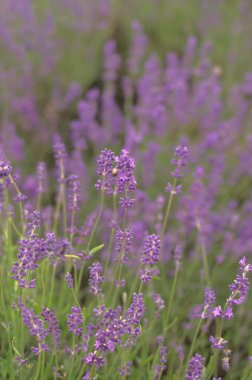 Tender lavender on the sunset. The colour is vivid and warm from the sun beams. Bokeh background creates a majestic vibe.