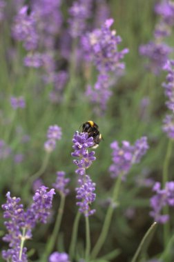 Tender lavender on the sunset. The colour is vivid and warm from the sun beams. Bokeh background creates a majestic vibe.